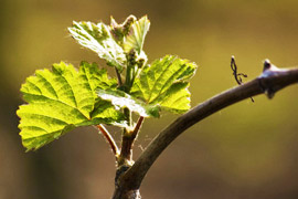 Verkauf von Weinrebenpflanzen